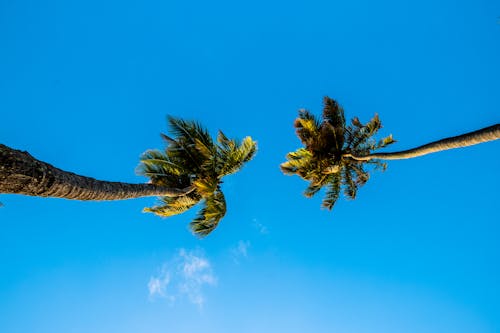 Free Green Palm Trees Under Blue Sky Stock Photo
