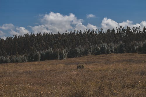 orman içeren Ücretsiz stok fotoğraf