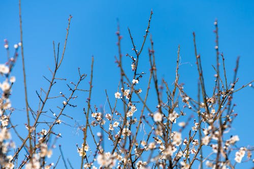 무료 꽃, 봄, 셀렉티브 포커스의 무료 스톡 사진