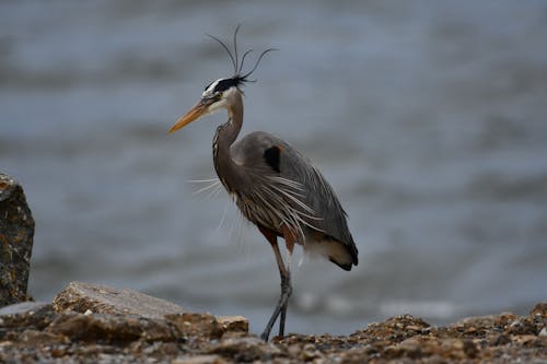 Heron in Close Up Photography