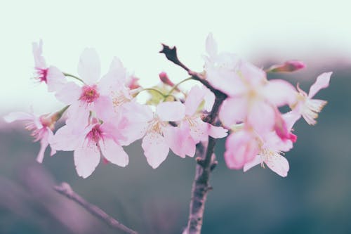꽃, 나무, 봄의 무료 스톡 사진