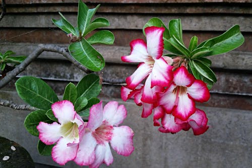 Δωρεάν στοκ φωτογραφιών με άνθη, ινδονησία, λουλούδια
