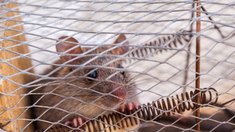 Close-Up Photo Of A Rat Trapped Inside The Cage