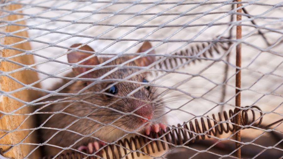 Rat behind wire cage bars