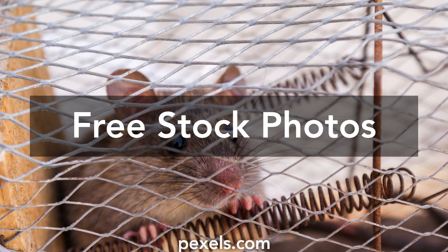 Small Mouse Trap, Isolated On A White Background Stock Photo, Picture and  Royalty Free Image. Image 12371894.