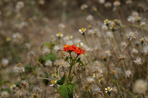 Free stock photo of flowers, nature, red