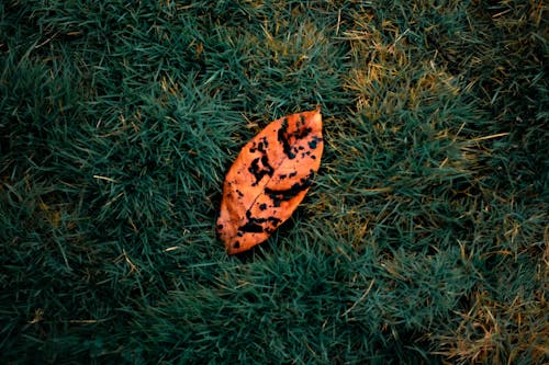 Top view of fallen faded orange leaf with black spots placed on meadow with green grass in nature with sunlight