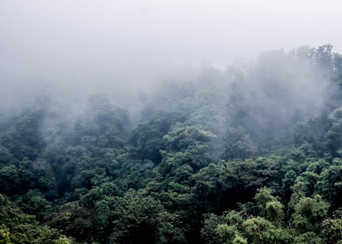 Бесплатное стоковое фото с горный лес, красивая природа, лес