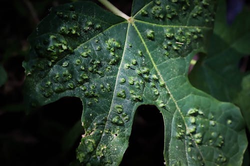 Foto d'estoc gratuïta de bella naturalesa, bellesa a la natura, fulla