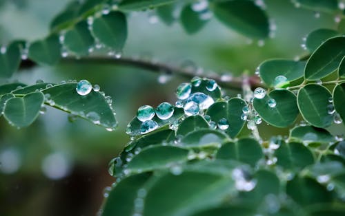 Foto d'estoc gratuïta de bella naturalesa, després de la pluja, gotes de pluja a les fulles