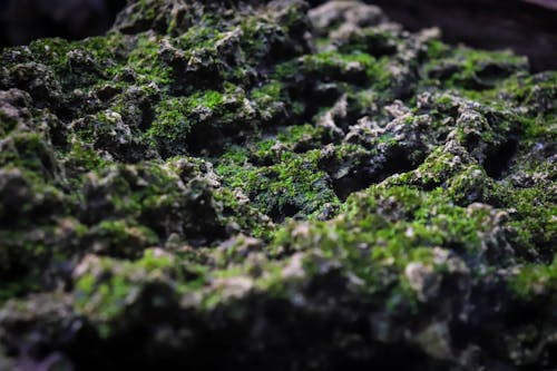 Бесплатное стоковое фото с зеленый мох, мох, мшистые камни