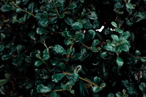 Free Branches of lush deciduous shrub with wet green leaves covered with dew growing in garden on summer day in countryside Stock Photo