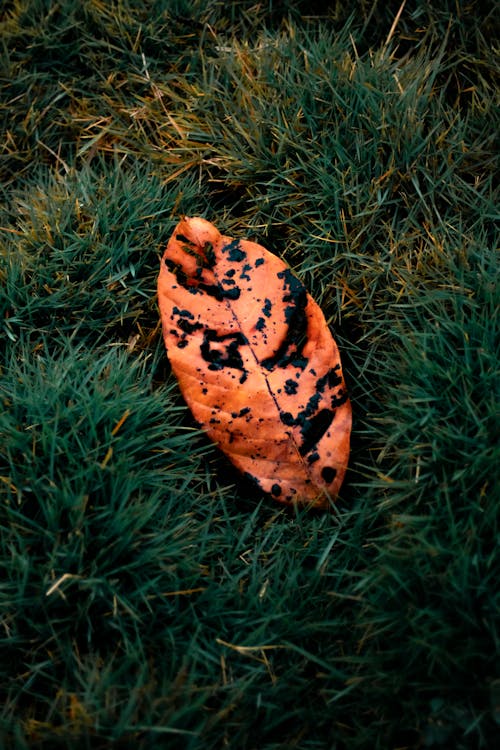 From above of orange fallen leaf with black spots placed in wild forest on green meadow with grass in nature