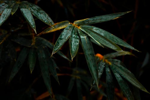 Branches with wet green leaves