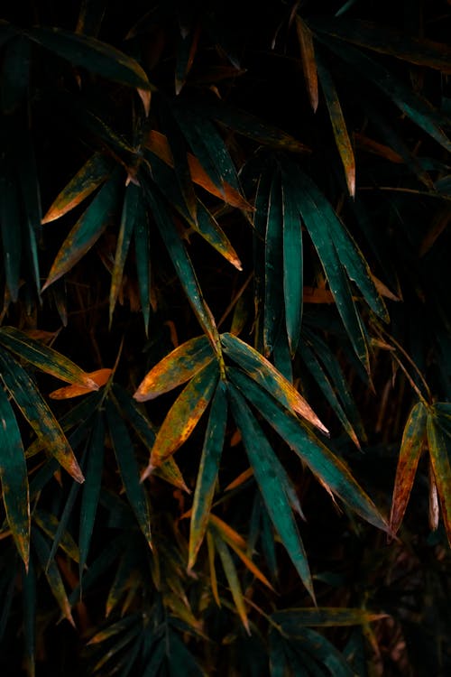 Branches of lush tree with green pointed leaves with orange spots growing in wild woods on summer day in nature