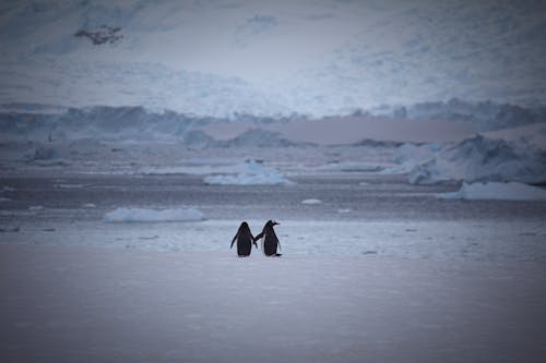 免费 两只企鹅在雪区 素材图片