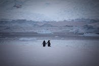 在冰冷的南极背景下，两只企鹅行走在雪地上