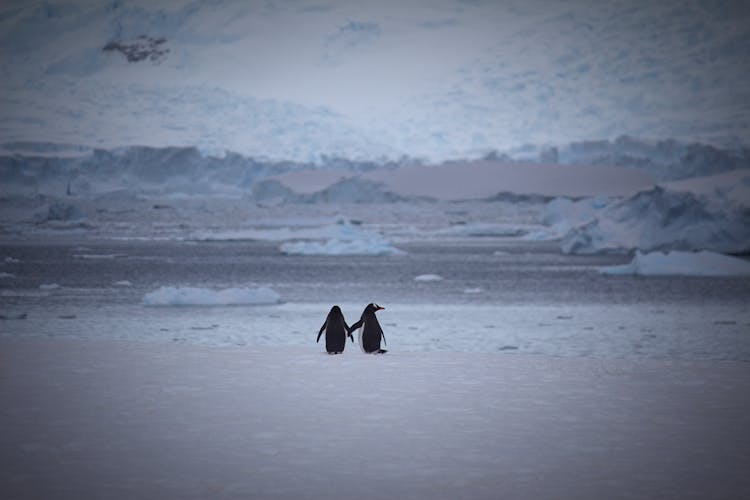 Two Penguins At Snow Area