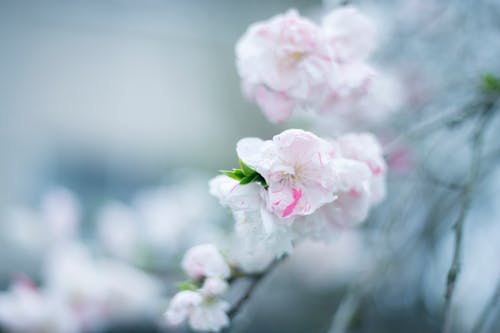 꽃, 꽃이 피는, 벚꽃의 무료 스톡 사진
