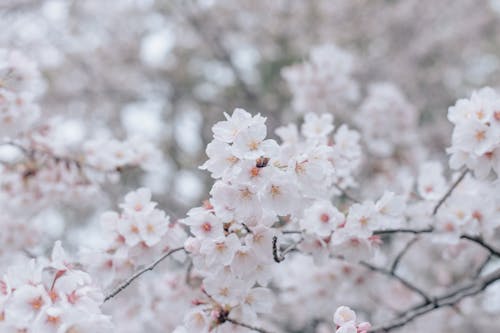 Δωρεάν στοκ φωτογραφιών με sakura, ανθίζω, άνθος