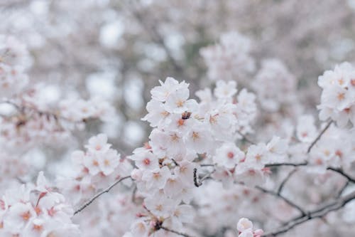 Foto stok gratis alam, berbunga, bunga sakura