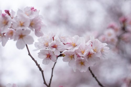 Free Close-up of delicate cherry blossoms in spring, highlighting their beauty. Stock Photo
