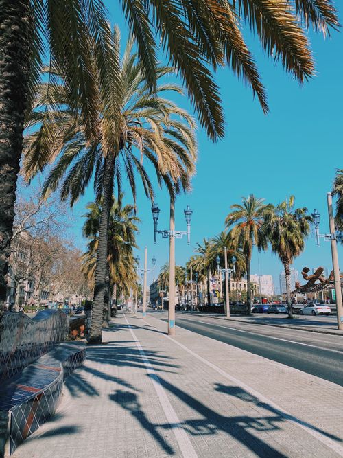 Free A vibrant sunny street with palm trees and clear blue sky in Barcelona. Stock Photo