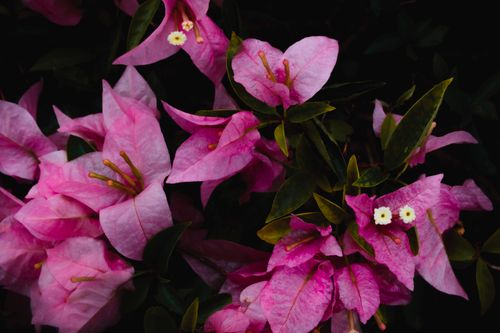 Free Delicate purple flower with fresh green leaves in blossom in summer tropical garden Stock Photo