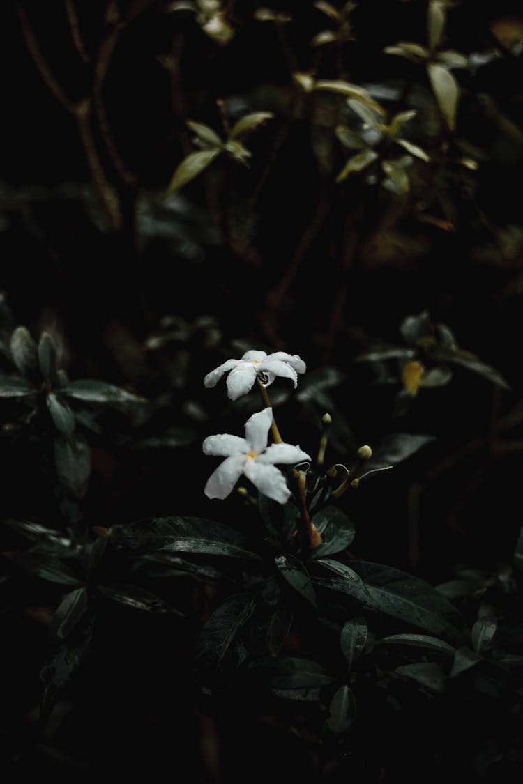 Delicate White Blooming Flower Of Green Bush