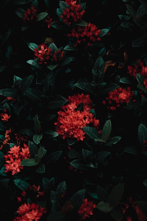 From above of red gentle flowers in blossom on shrub with fresh verdant leaves in dark grove