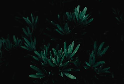 Free Fresh verdant leaves of exotic shrub growing in tropical wild dark forest in summer Stock Photo