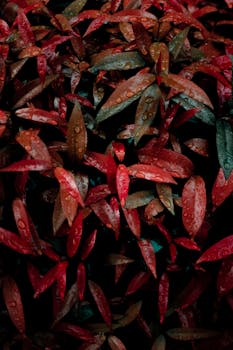 Close-up of red leaves with water droplets in a tranquil outdoor garden setting.