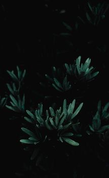 Branches of plant with green leaves growing in nature in darkness in evening time