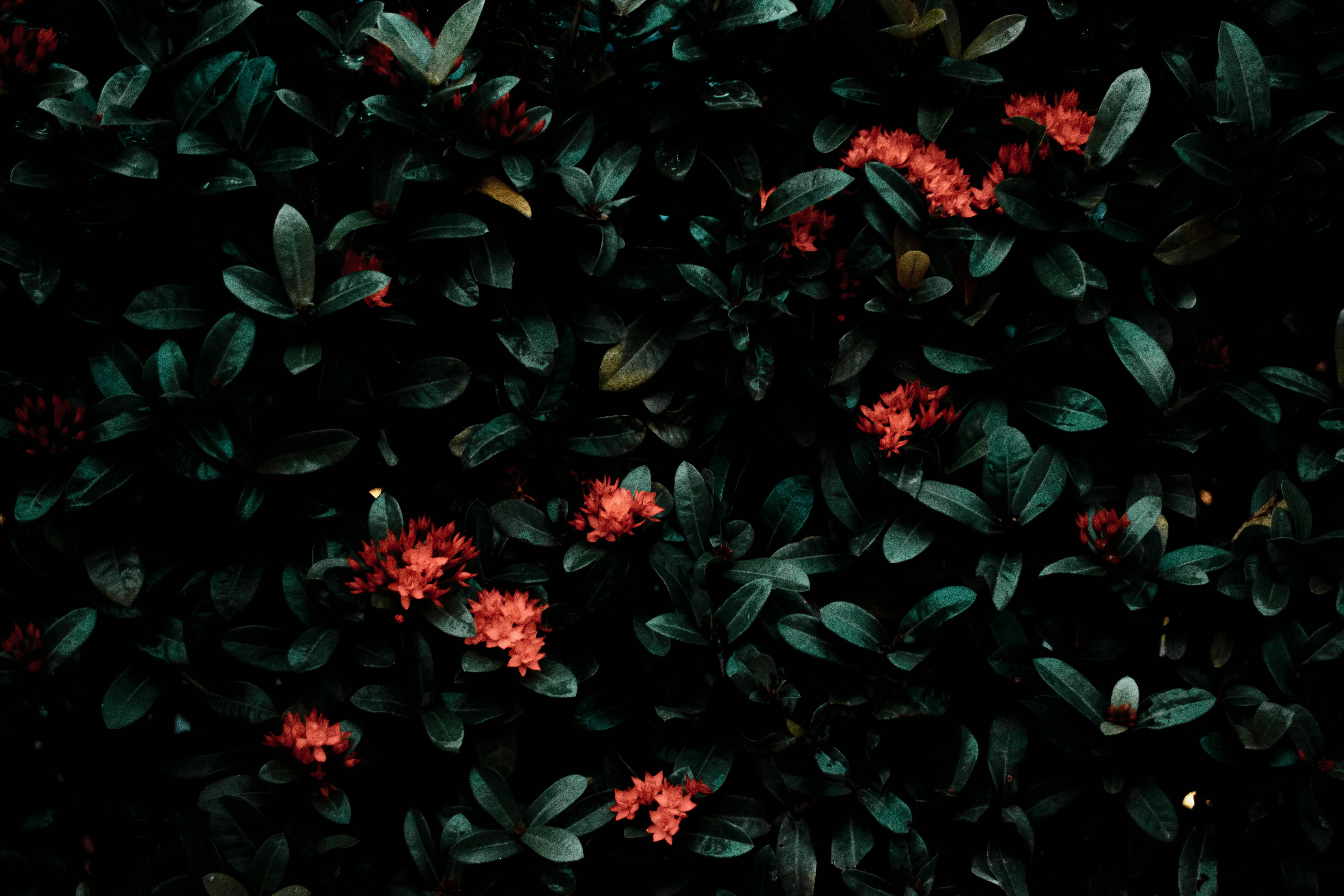 Green bush with red flowers · Free Stock Photo
