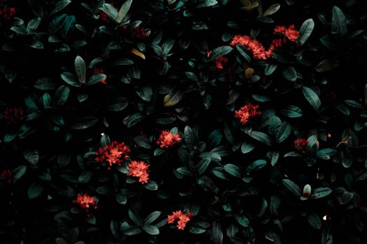 Bush with green leaves and bright red flowers growing in nature in daylight
