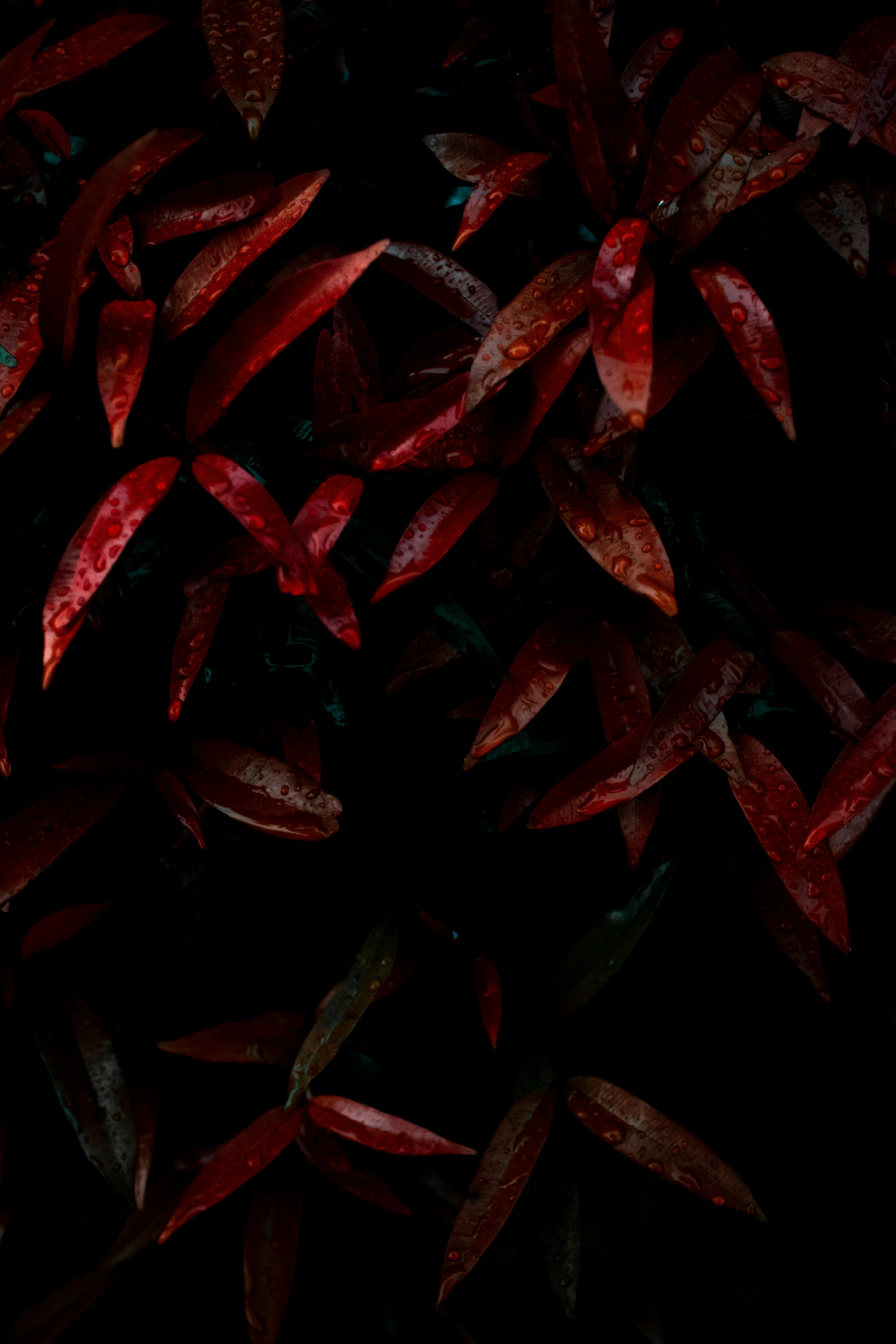 From above of wet plant with bright red leaves after rain in autumn time