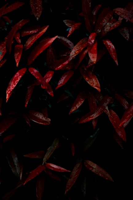 From above of wet plant with bright red leaves after rain in autumn time