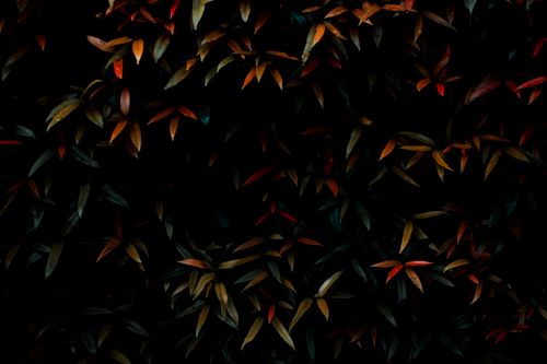 Free Abstract background of plant with colorful leaves growing in nature in autumn time in darkness Stock Photo