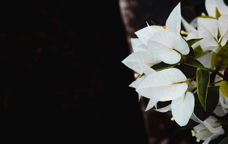 White Bougainvillea Against Black Background