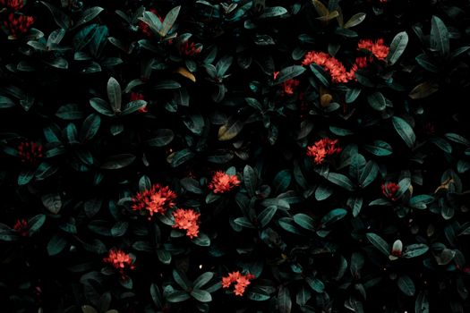 Aromatic bright red flowers glowing on bush with green leaves in garden in daylight