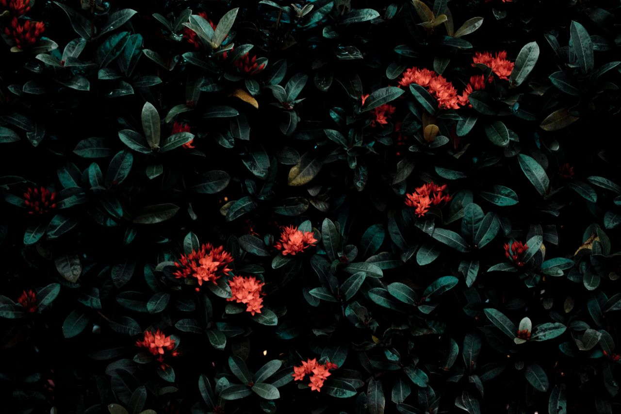 aromatic bright red flowers glowing on bush with green leaves in garde