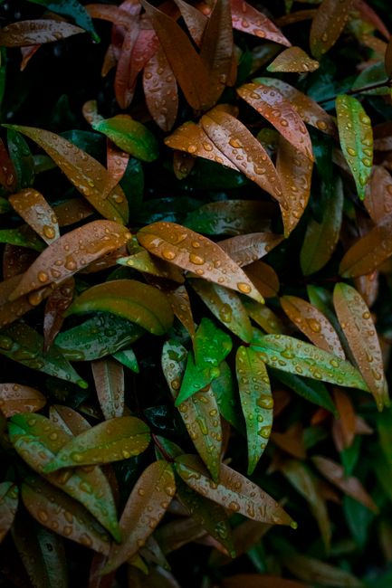 From above of wet plant with colorful leaves and raindrops growing in nature in daytime