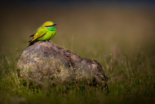 Small bright bird perching on stone