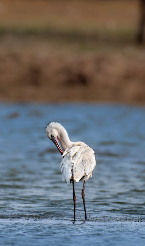 Wild white heron in rippling water