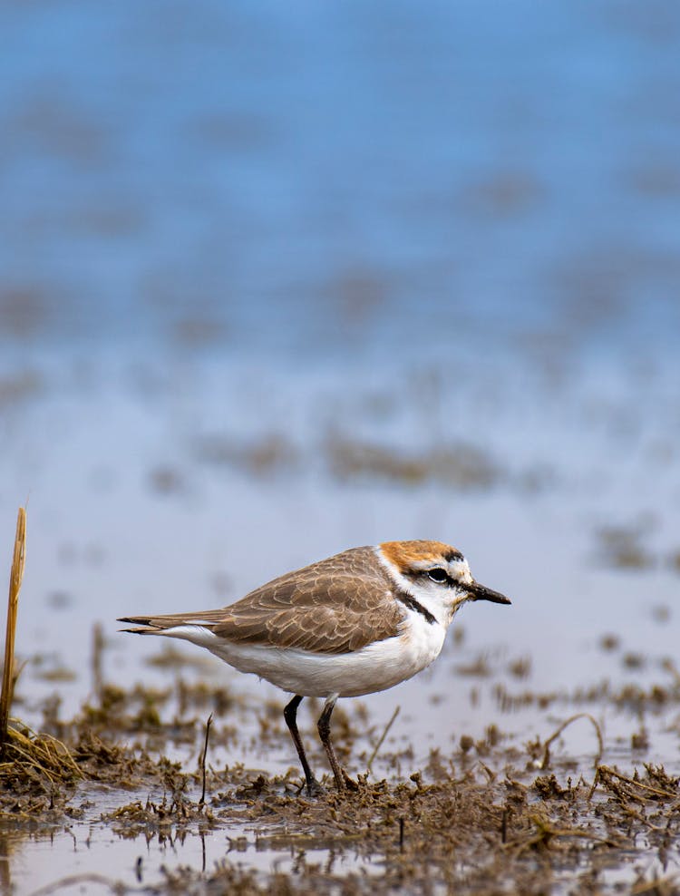 Small Plover Bird On Wet Coast