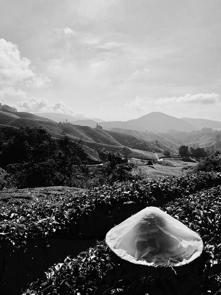 Black And White Picture Of A Person Picking Tea From Tea Plantation 