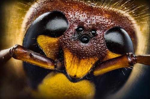 Gratis Foto stok gratis bidikan close-up yang ekstrem, fotografi serangga, serangga Foto Stok