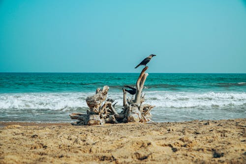 Free Birds Perched On Driftwood Near The Seashore Stock Photo