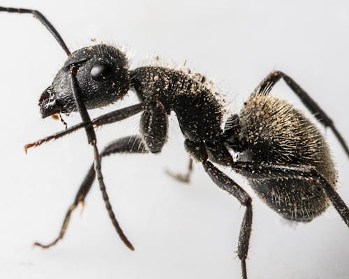 개미, 곤충 사진, 극단적 인 근접 촬영의 무료 스톡 사진