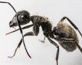 Macro Shot of a Black Ant